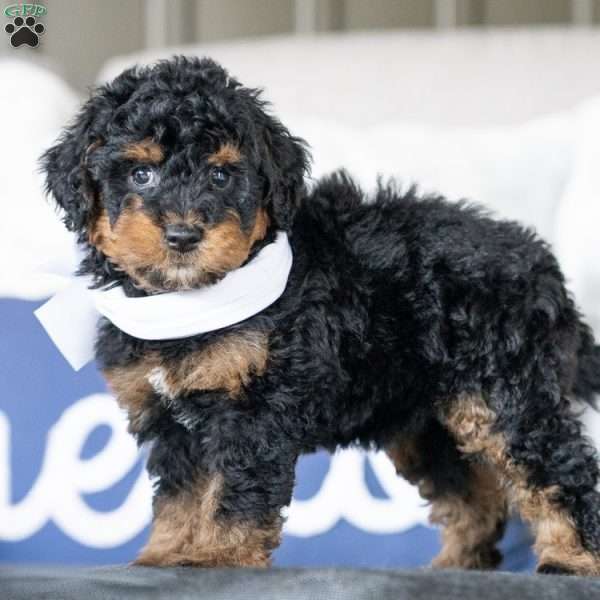 Winnie, Golden Mountain Doodle Puppy